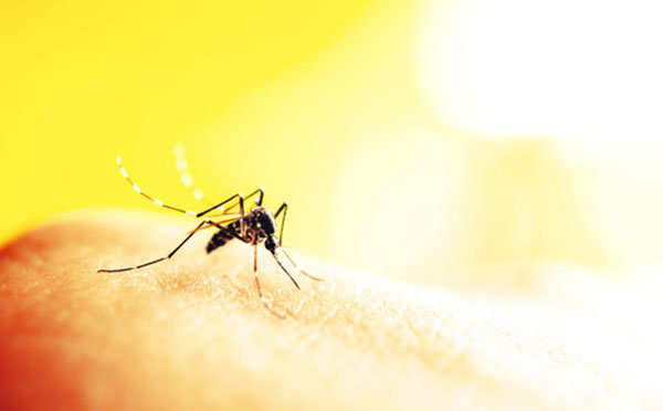 sivrisinekler-neden-kimi-insanlari-daha-fazla-isirir-jlcNQjQN.jpg